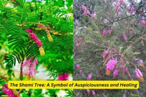 Shami Plant