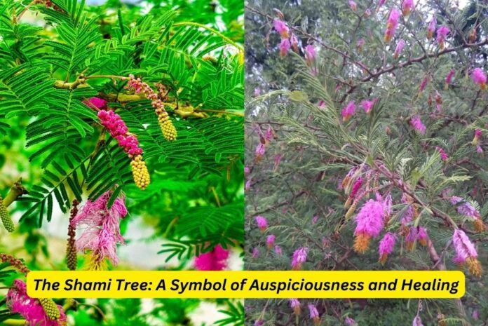 Shami Plant
