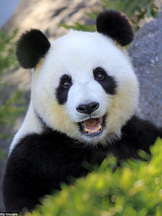 most friendly wild animals
