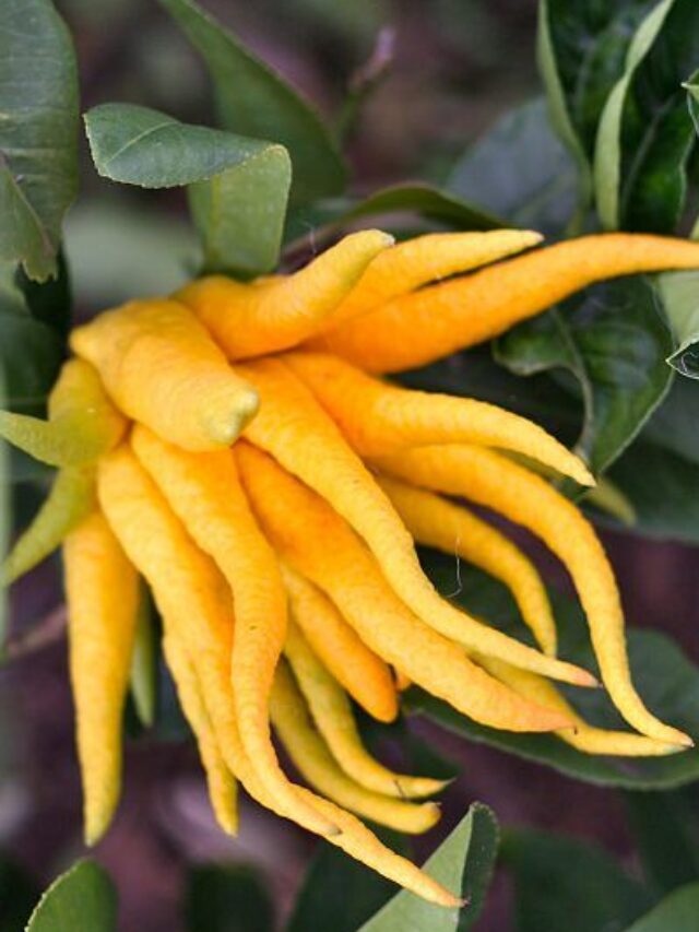 Top 5 Weirdest Fruits in World