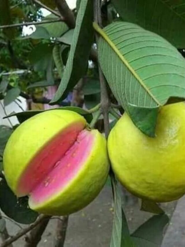 5 benefits of eating pink guava