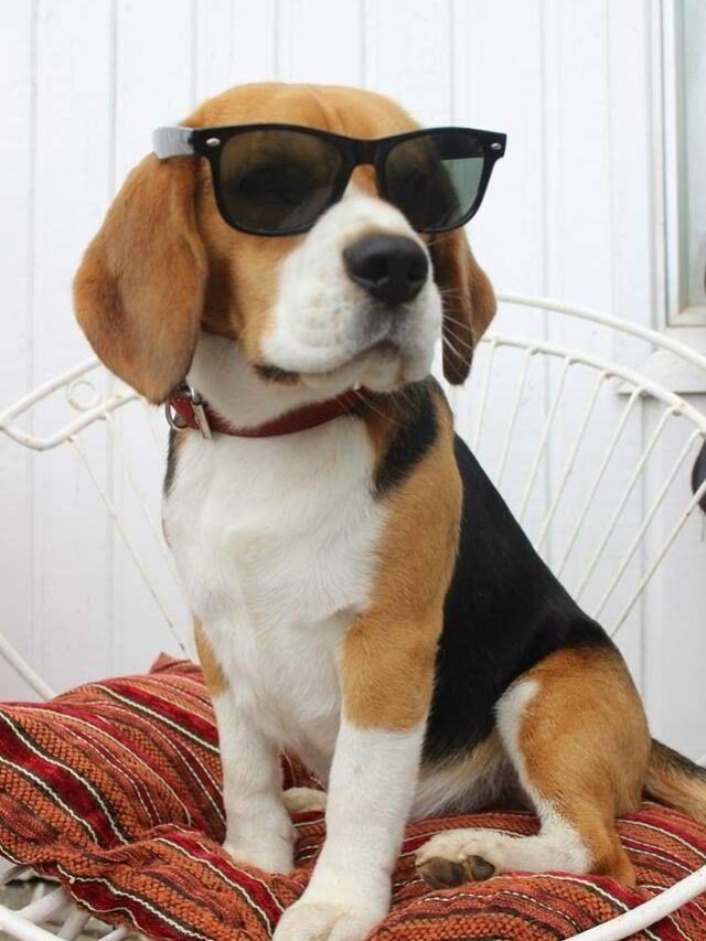 8 Foods not for the dogs