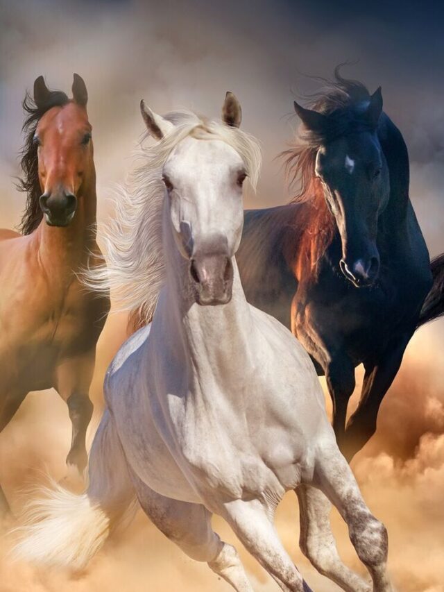 Top 10 Horse breeds