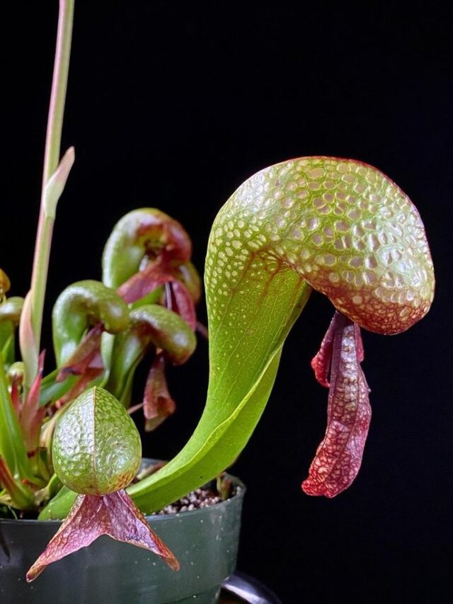 7 Meat eating plants in world