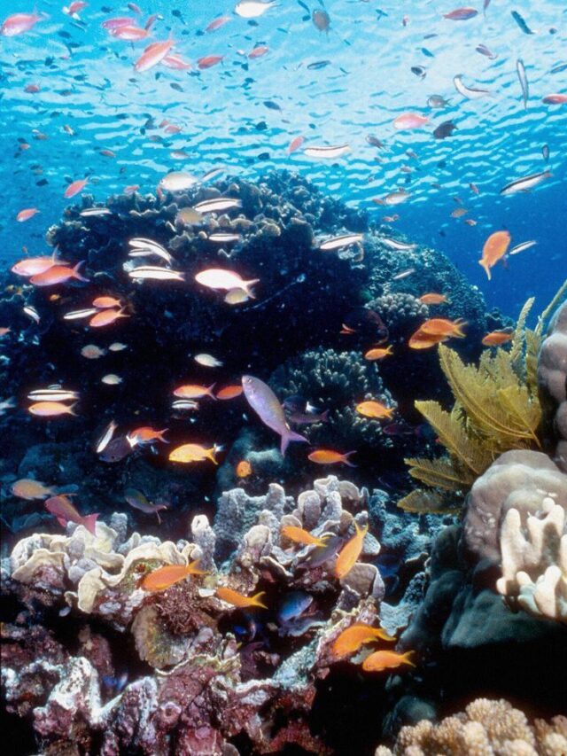 Top 10 Best places to scuba diving in world