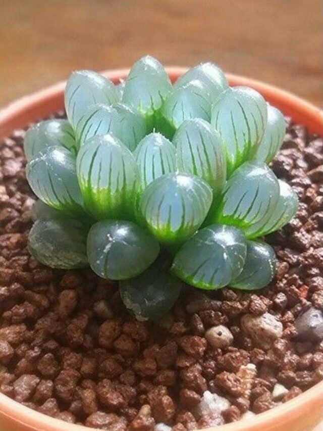10 Strange And Beautiful Houseplants You Need To Know