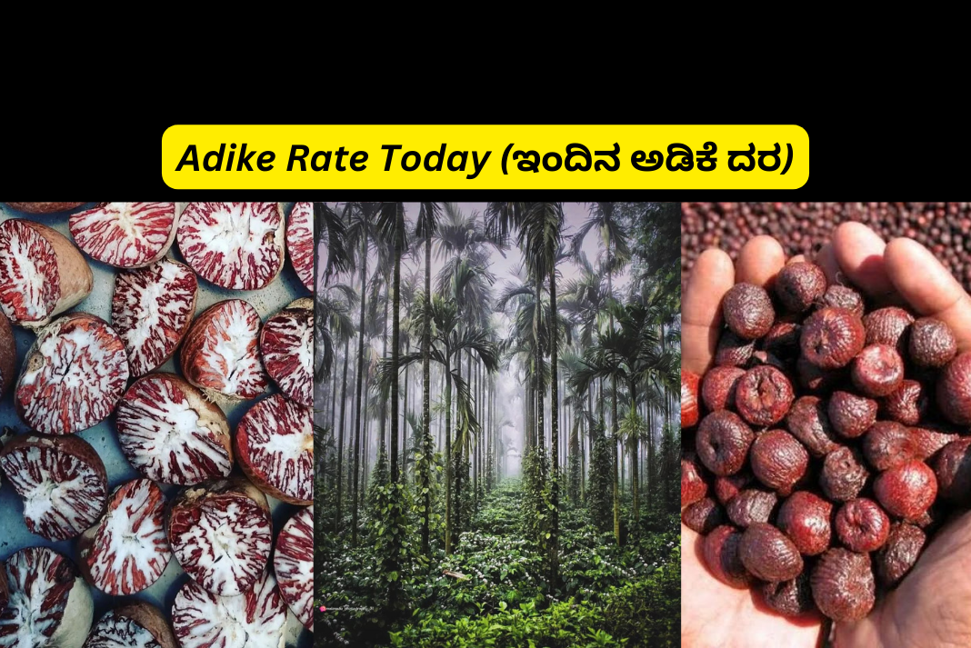 Adike Rate Today (ಇಂದಿನ ಅಡಿಕೆ ದರ) January 28, 2024