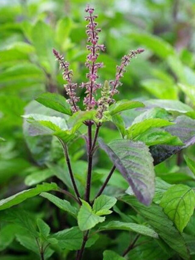 10 Plants to Keep Mosquitos Away